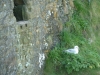 dunnottar-castle-148