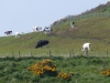 dunnottar-castle-153