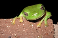 Frogs