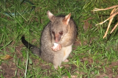 Possums
